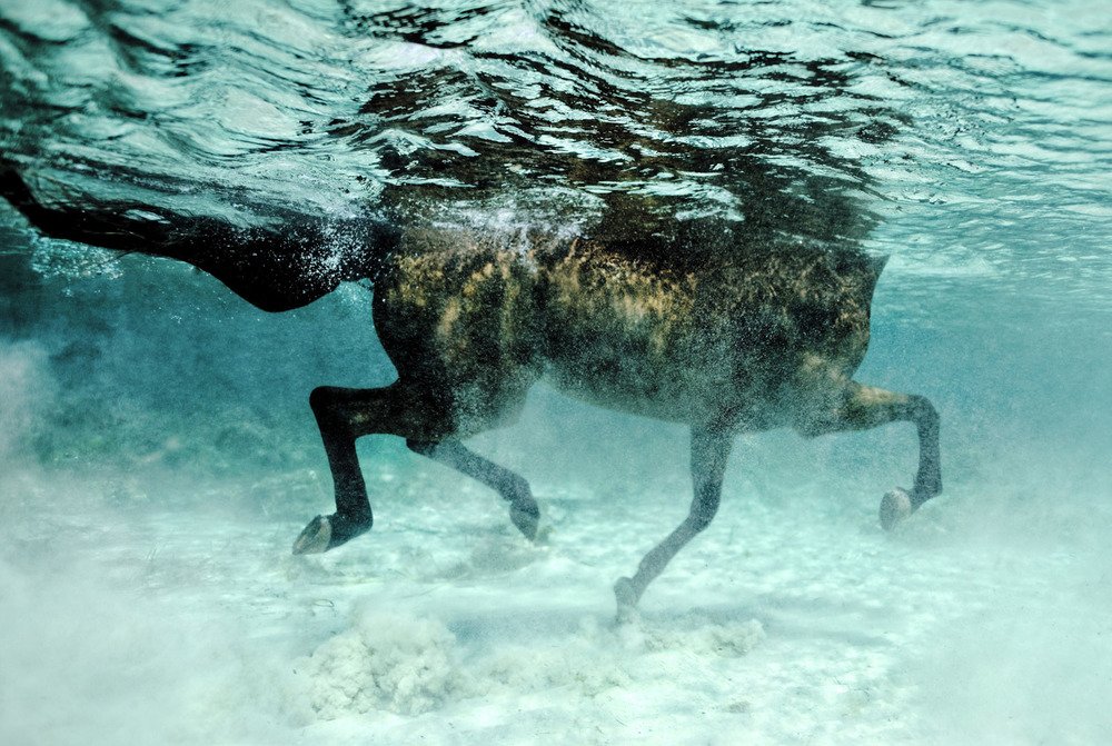 IMAGE CREDIT: Kurt Arrigo