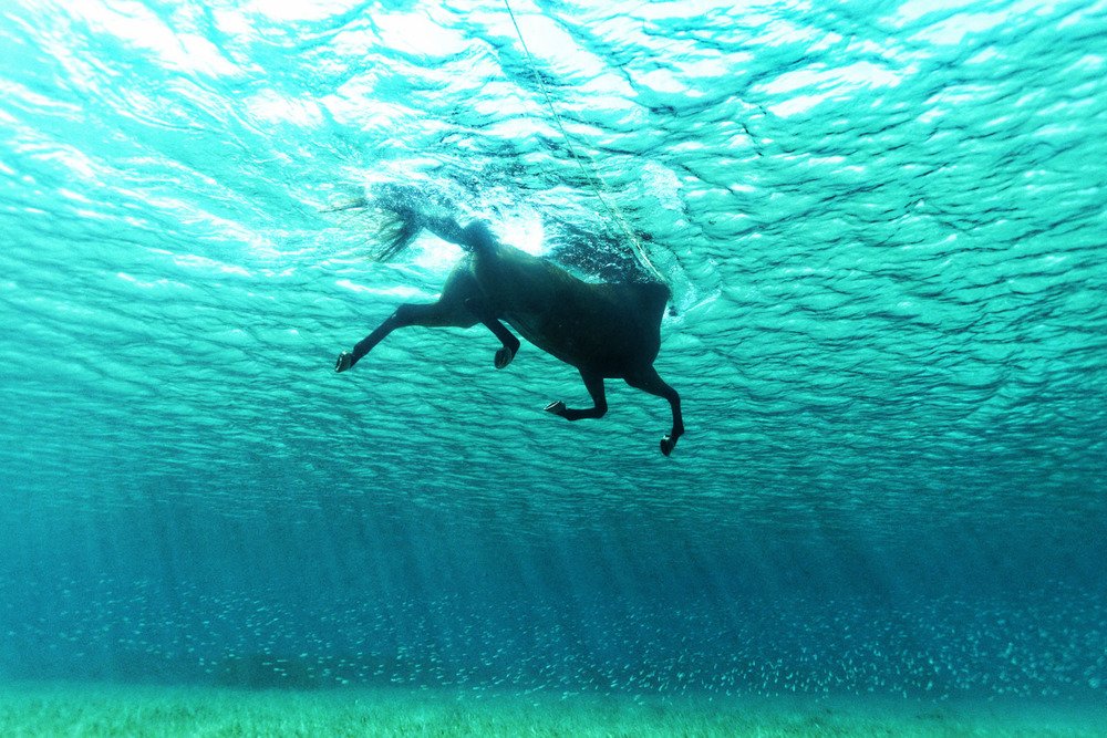 IMAGE CREDIT: Kurt Arrigo