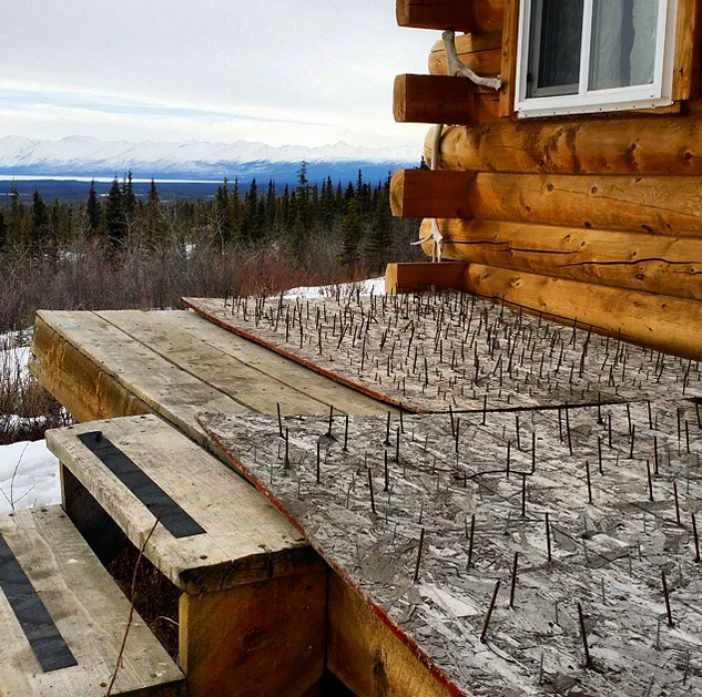 @cabinlife_alaska: Well it looks like it's definitely bear season again. I saw a pile of bear droppings the other day. I'm going to be leaving the cabin for the next several days, so certain precautions must be taken. Beds of nails surround the cabin. I spray the cabin exterior with pinesol every time I'm going to be gone for more than a day or two. Bears do not like the smell of regular pinesol. This is not the time of year to get lazy when it comes to bears. All trash must be removed. If a bear is dead set on it, he will get in the cabin and there is really not much I can do about it but I'm not going to make it easy on him. If a bear does get inside the cabin, it will probably be ruined. Bears will destroy things, and will pee and poop everywhere. The smell is almost impossible to get rid of.